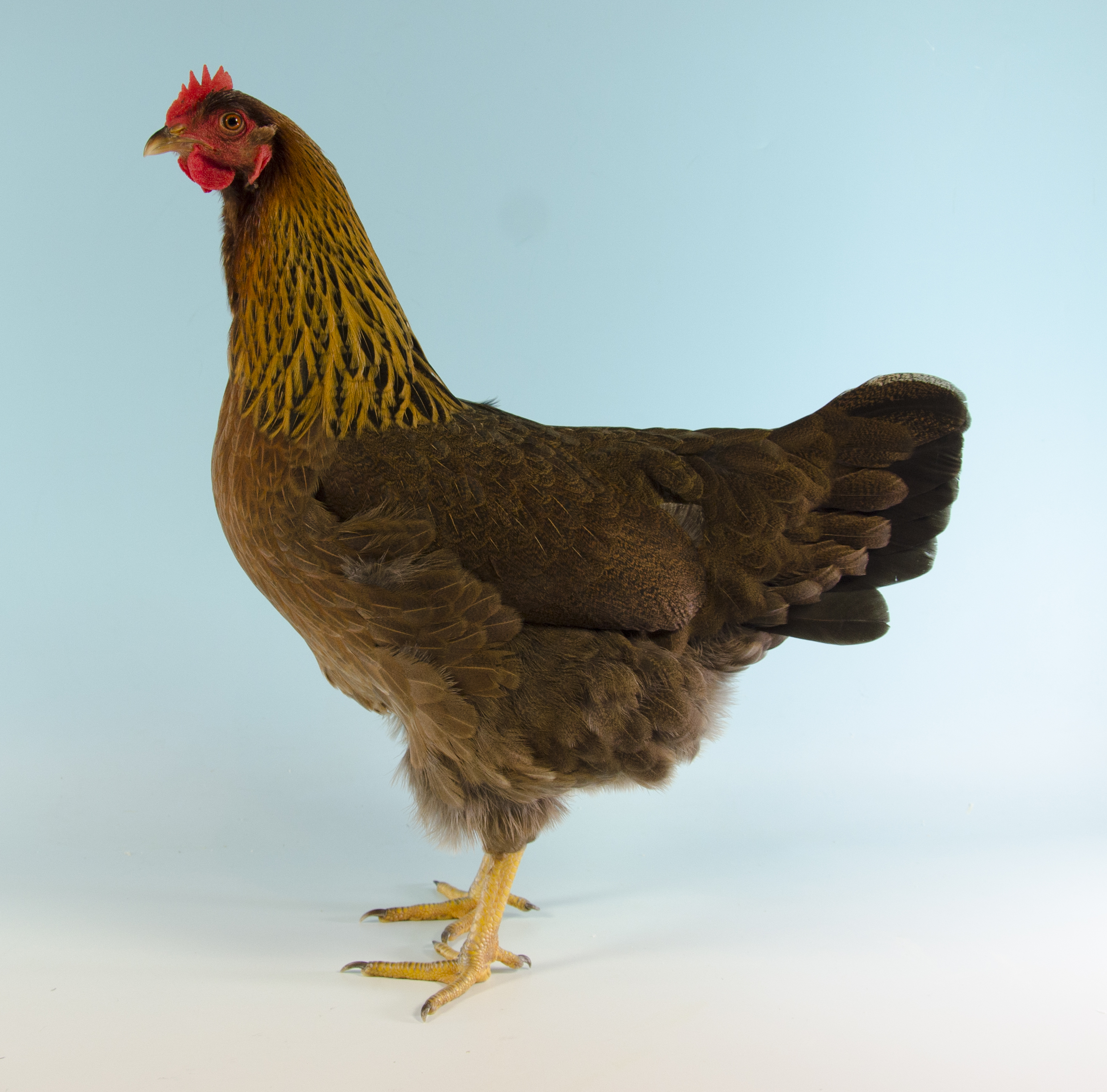 Welsummer hen