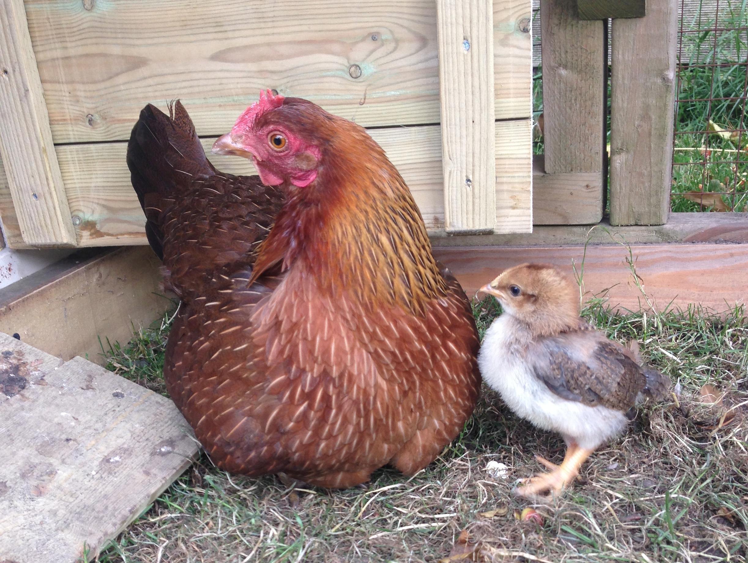 chick egg