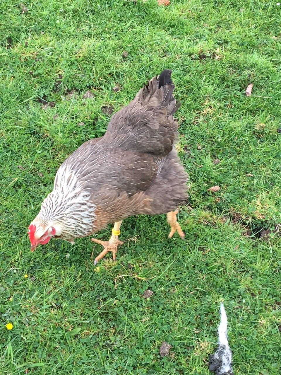 sdw cockerel