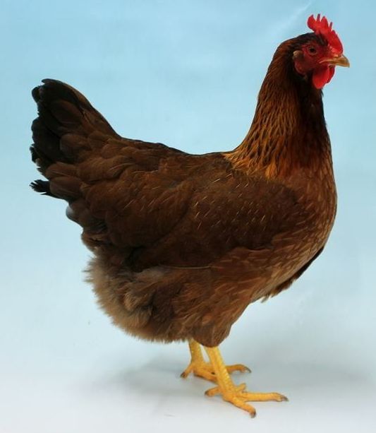 Welsummer hen